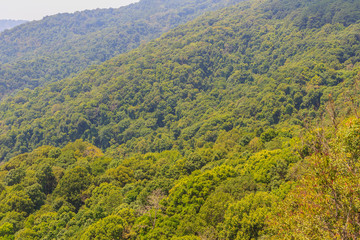 Green mountain view at Doi Suthep-Pui National Park, Chiang Mai, Thailand. Forests in the park consists of evergreen forest on higher altitudes above 1000 meters and mixed deciduous-evergreen forest.