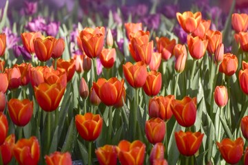 Multicolored tulips  in the flower garden ASEAN Flower Festival 2018 Of Chiang Rai Province, Thailand.