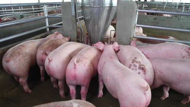 View footage of pig eating  at pig farms industrial