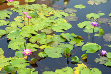 pink flower on pond. water lilly