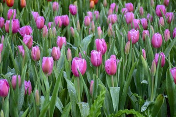 Multicolored tulips  in the flower garden ASEAN Flower Festival 2018 Of Chiang Rai Province, Thailand.
