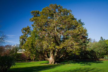 Old yew tree in the garden.