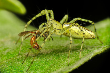 Spider eating a bee