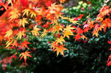 紅葉するもみじ