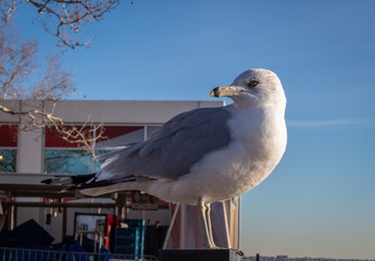 Seagull