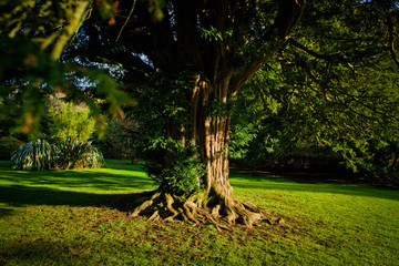 Old yew tree in formal garden