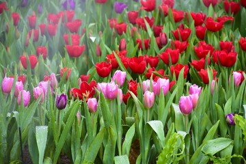 Multicolored tulips  in the flower garden ASEAN Flower Festival 2018 Of Chiang Rai Province, Thailand.