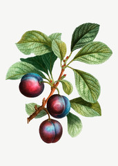 Ripe plums on a branch