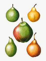 Vintage pear fruit drawing