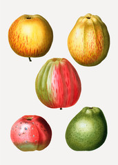 Various apple types