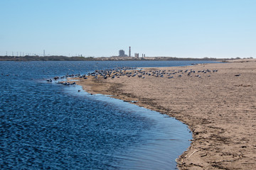 Seagulls on narrow isthmus of sand where the Santa Clara river bird preserve meets the beach at Surfers Knoll beach in Ventura California United States
