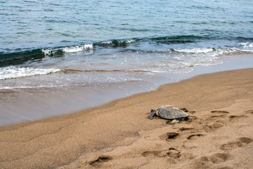 Obraz premium Sea turtle heading back to the ocean after resting on the beach in Hawaii