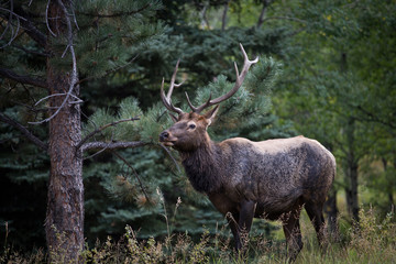 forest elk