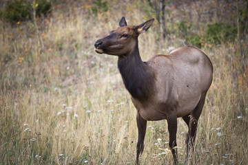 Naklejka na ściany i meble female elk