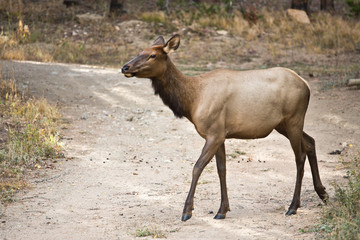 Elk female