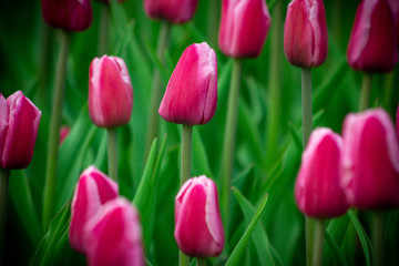 Tulips