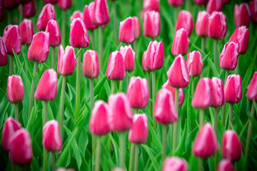 Tulips