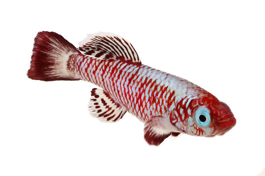 Red eggersi killifish aquarium fish Nothobranchius eggersi