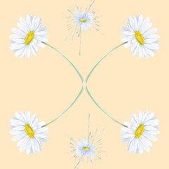 Abstract watercolor illustration of chamomiles . Isolated on yellow background.Seamless pattern