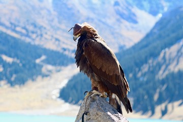 Fototapeta premium Close up of Hunter Eagle in front of Mountains in Kazakhstan at Big Almaty Lake 
