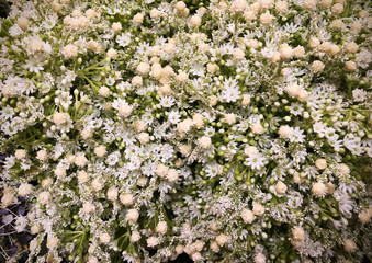 closeup small flower background white color, group of flower in vintage style background, detail of beautiful white small flower and green leaves for decoration background