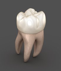 Dental anatomy - First maxillary molar tooth. Medically accurate dental 3D illustration