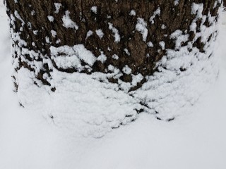 Fototapeta na wymiar base of tree trunk with bark and snow