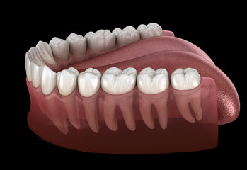 Morphology of mandibular human gum and teeth. Medically accurate tooth 3D illustration