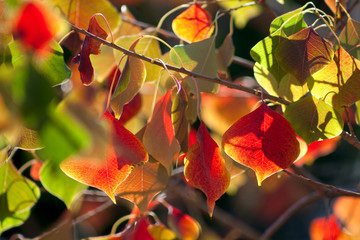 Fototapeta premium Chinese Tallow Leaves