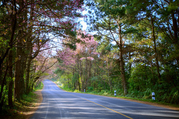 beautiful blooming flower annd mountain road in chiangmai northern of thailand