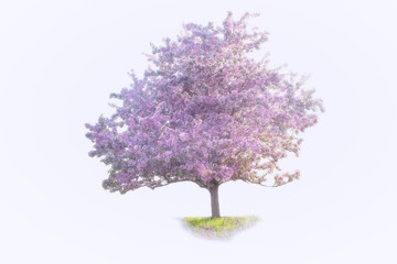 Isolated Pastel Apple Tree in full Bloom