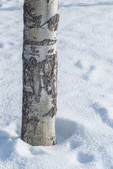Aspen Tree Trunk in the Snow -  Close-Up