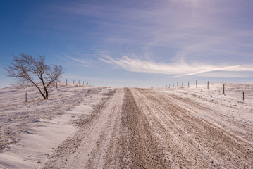 Single tree on the side of a gravel road in the winter on the prairies