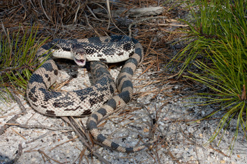 Northern Pine snake on white sand - Pituophis melanoleucus
