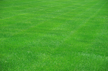 high angle view of real green grass background