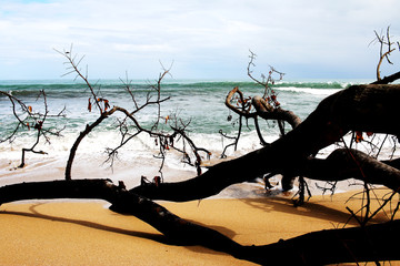 tree on the beach - 250562369