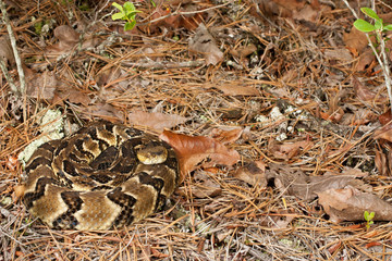 Timber rattlesnake - Crotalus horridus