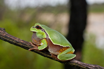 Vocalizing pine barrens tree frog - Hyla andersonii