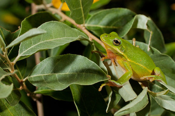 Green tree frog - Hyla cinerea