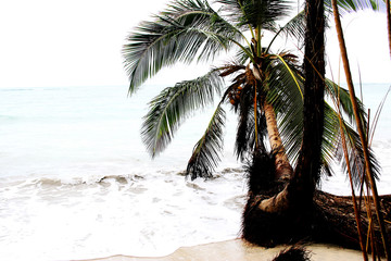 palm tree on the beach - 250562396