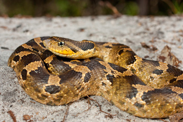 Eastern hognose - Heterodon platyrhinos