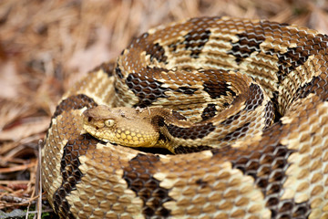 Timber rattlesnake - Crotalus horridus
