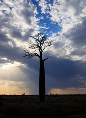 Fototapeta na wymiar Queensland bottle tree silhouette with storm in background