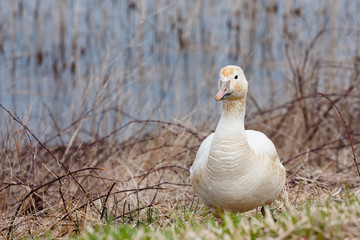 Snow goose - Chen caerulescens