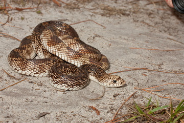 Florida pine snake - Pituophis melanoleucus mutigus