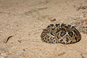 Eastern diamondback rattlesnake - Crotalus adamanteus