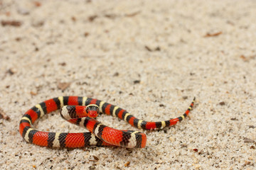 Scarlet kingsnake - Lampropeltis elapsoides