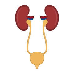 Isolated human urinary system. Vector illustration design