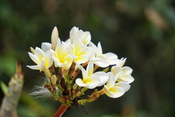 White plumeria flowers