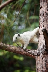 The white squirrel is climbing on the tree and looking at the camera.